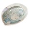 Abalone merekarp ±10-12 cm