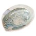 Abalone merekarp ±10-12 cm