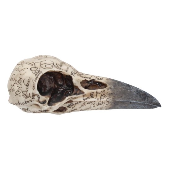 Edgar's Raven Skull 21cm varese pealuu