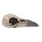 Edgar's Raven Skull 21cm varese pealuu