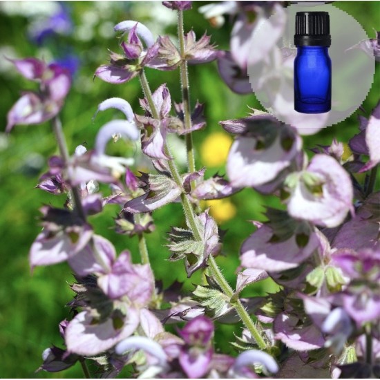 Muskaatsalvei (Salvia sclarea) eeterlik õli 5ml