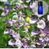 Muskaatsalvei (Salvia sclarea) eeterlik õli 5ml