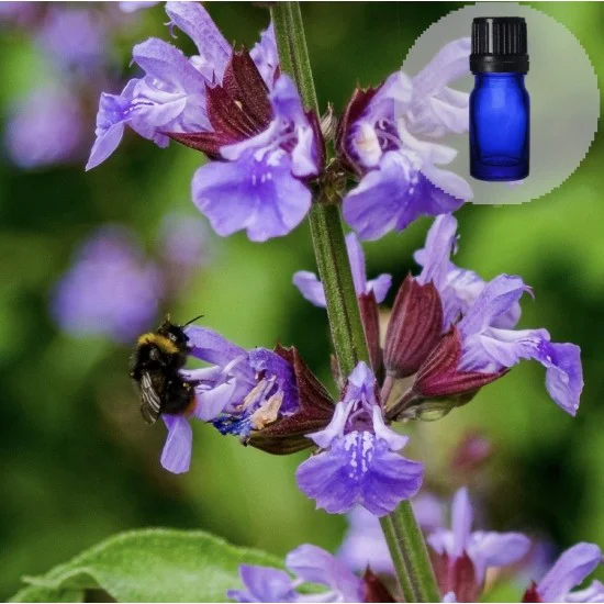 Aedsalvei(Salvia officinalis) eeterlik õli 5ml Aedsalvei(Salvia officinalis) eeterlik õli 5ml