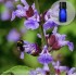 Aedsalvei(Salvia officinalis) eeterlik õli 5ml