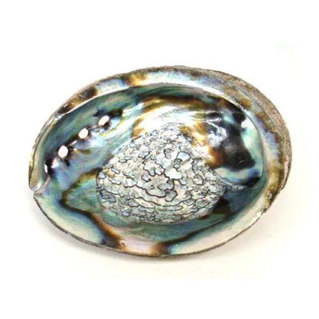 Abalone ehk Paua merekarp (12–14 cm) – Vee elemendi kandja ja püha suitsutusalus